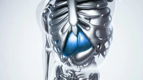 Human Liver Model with all Organs and Bones Stock Illustration