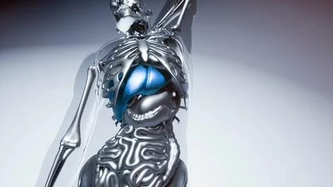 Human Liver Model with all Organs and Bones Stock Illustration