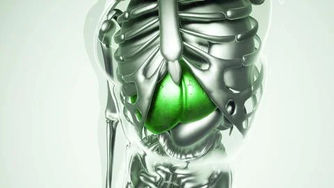 Human Liver Model with all Organs and Bones Stock Illustration