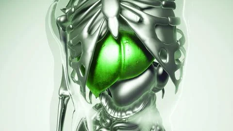 Human Liver Model with all Organs and Bones Stock Illustration
