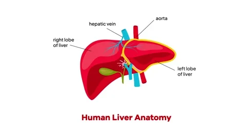 Human Liver Organ Anatomy Animation | Stock Video | Pond5