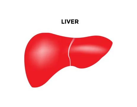 Human liver organ with gallbladder flat vector icon for Stock Illustration