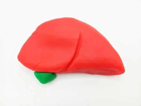 Human Liver Stock Photos