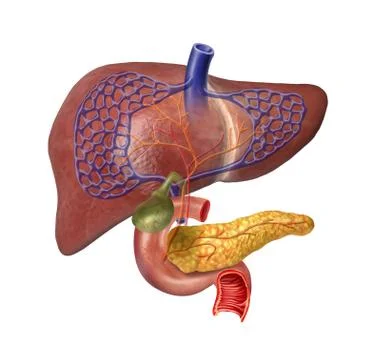 Human liver system cutaway Stock Illustration