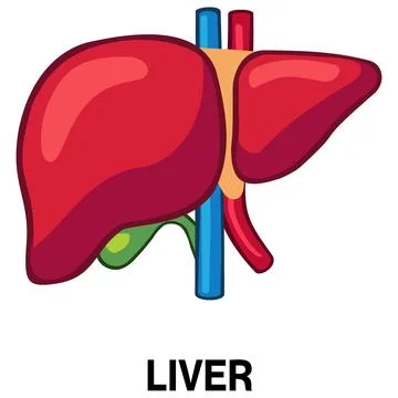 Human liver vector icon Stock Illustration