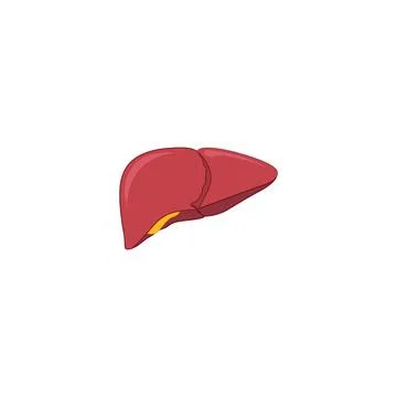 Human liver vector icon illustration Stock Illustration