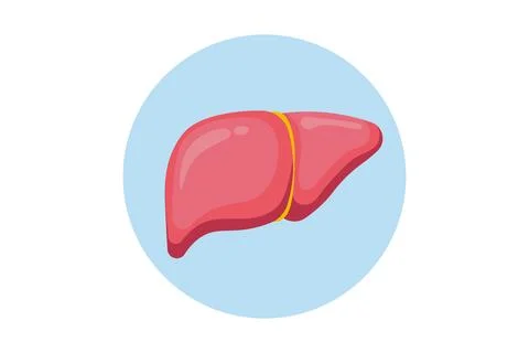 Human liver vector icon isolated on white background. Medical design. Health Stock Illustration