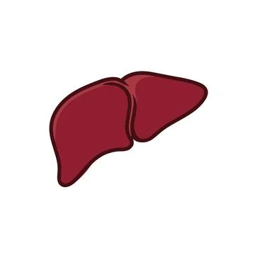 Human liver vector illustration Stock Illustration
