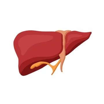 Human liver vector illustration Stock-Illustration
