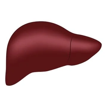Human Liver Vector Illustration on Isolated White Background Stock Illustration