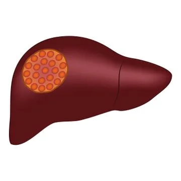 Human Liver Vector Illustration on Isolated White Background Stock Illustration