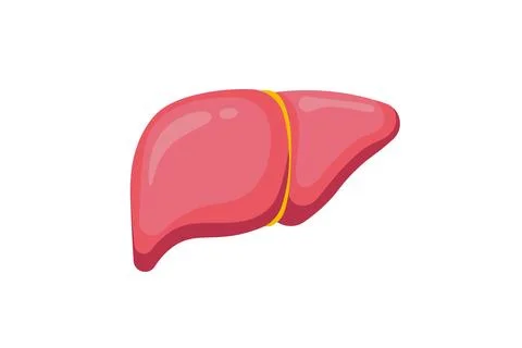 Human liver vector illustration isolated on white background. Medical. Health Stock Illustration