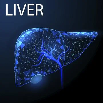 Human liver, Wireframe low poly style, Concept for medical, pharmacology, tre Stock Illustration