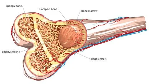 Human long bone cross-section Stock Illustration