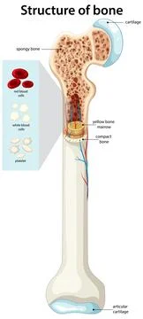 Human Long Bone Structure with Marrow and Blood Cells Stock Illustration