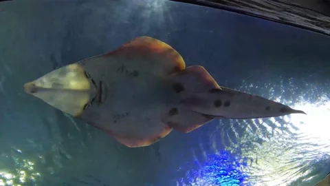 Human looking Face Fish Stock Footage 162871747