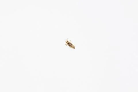 A human louse on a white background Stock Photos