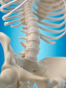 Human lumbar bones, artwork 스톡 일러스트
