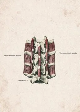 Human Lumbar Interspinales And Intertransversarii Vintage Anatomy Illustratio Stock Illustration