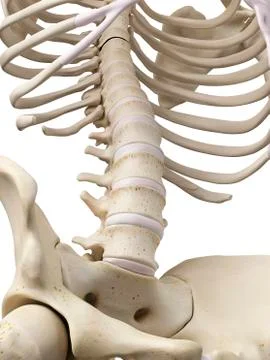 Human lumbar spine, artwork 스톡 일러스트
