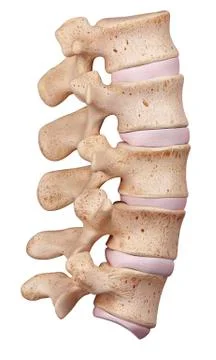 Human lumbar spine Stock Illustration