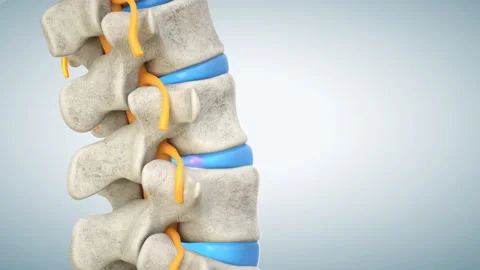 Human lumbar spine model with herniated disc Stock Footage