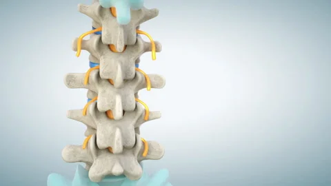 Human lumbar spine model with normal discs Stock Footage 165734602
