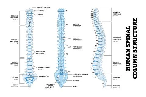 Human Lumbar Spine Spinal Column Structure Anatomy Diagram Back, Front, Sid.. Stock Illustration