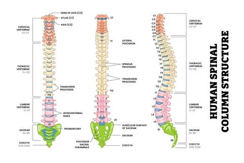 Human Lumbar Spine Spinal Column Structure Anatomy Diagram Back, Front, Sid.. Stock Illustration