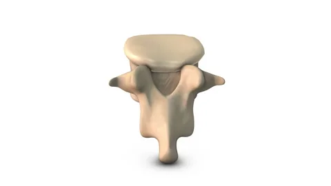 Human Lumbar Vertebra isolated on white background Vídeo Stock 277933954