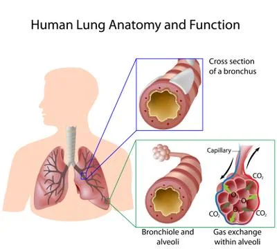 Human lung anatomy and function Stock Illustration