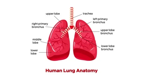 Human Lung Anatomy Animation Stock Footage 247855464