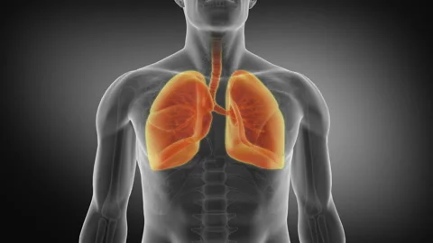 Human Lung. Medically accurate animation of the lungs Stock Footage 106839074