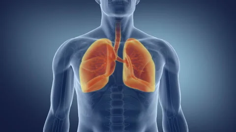Human Lung. Medically accurate animation of the lungs Video stock 106840948