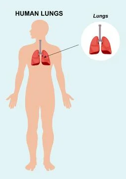 Human Lung organ anatomy. Vector illustration of human organ lungs Stock Illustration