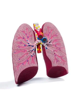 Human lung Stock Photos