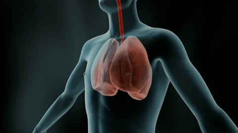 Human Lung, Respiratory System Stock Footage 20619384