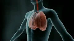 3D animation LUNGS WITH HEART | Stock Video | Pond5