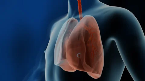 Human Lung, Respiratory System Stock Footage 35628305