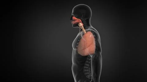Human Lung Respiratory System. Ilustración de archivo