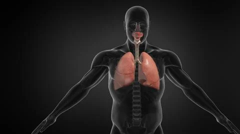 Human Lung Respiratory System. イラスト素材