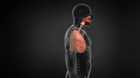 Human Lung Respiratory System. Illustrazione stock