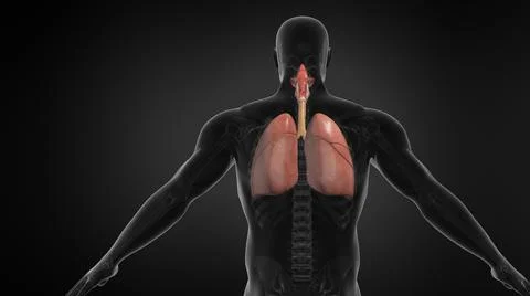 Human Lung Respiratory System. Illustration