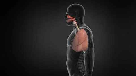 Human Lung Respiratory System. Illustrazione stock