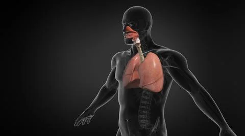 Human Lung Respiratory System Illustration