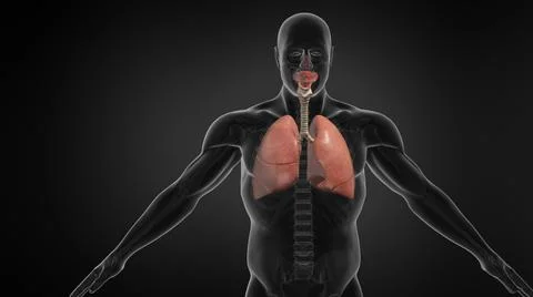 Human Lung Respiratory System Ilustração Stock