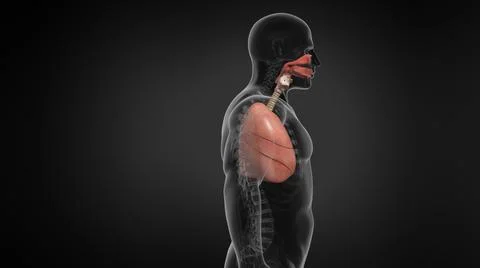 Human Lung Respiratory System. Illustrazione stock