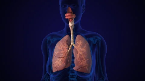 Human Lung Respiratory System With Trachea Stock Footage 263798405