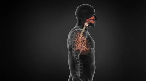 Human Lung Respiratory System With Trachea. Ilustración de archivo