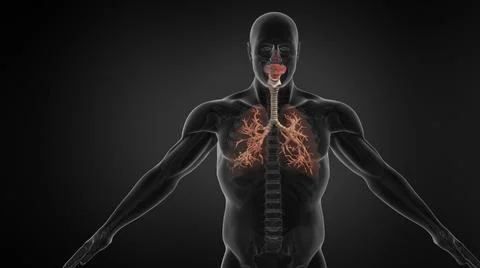 Human Lung Respiratory System With Trachea. Illustrazione stock